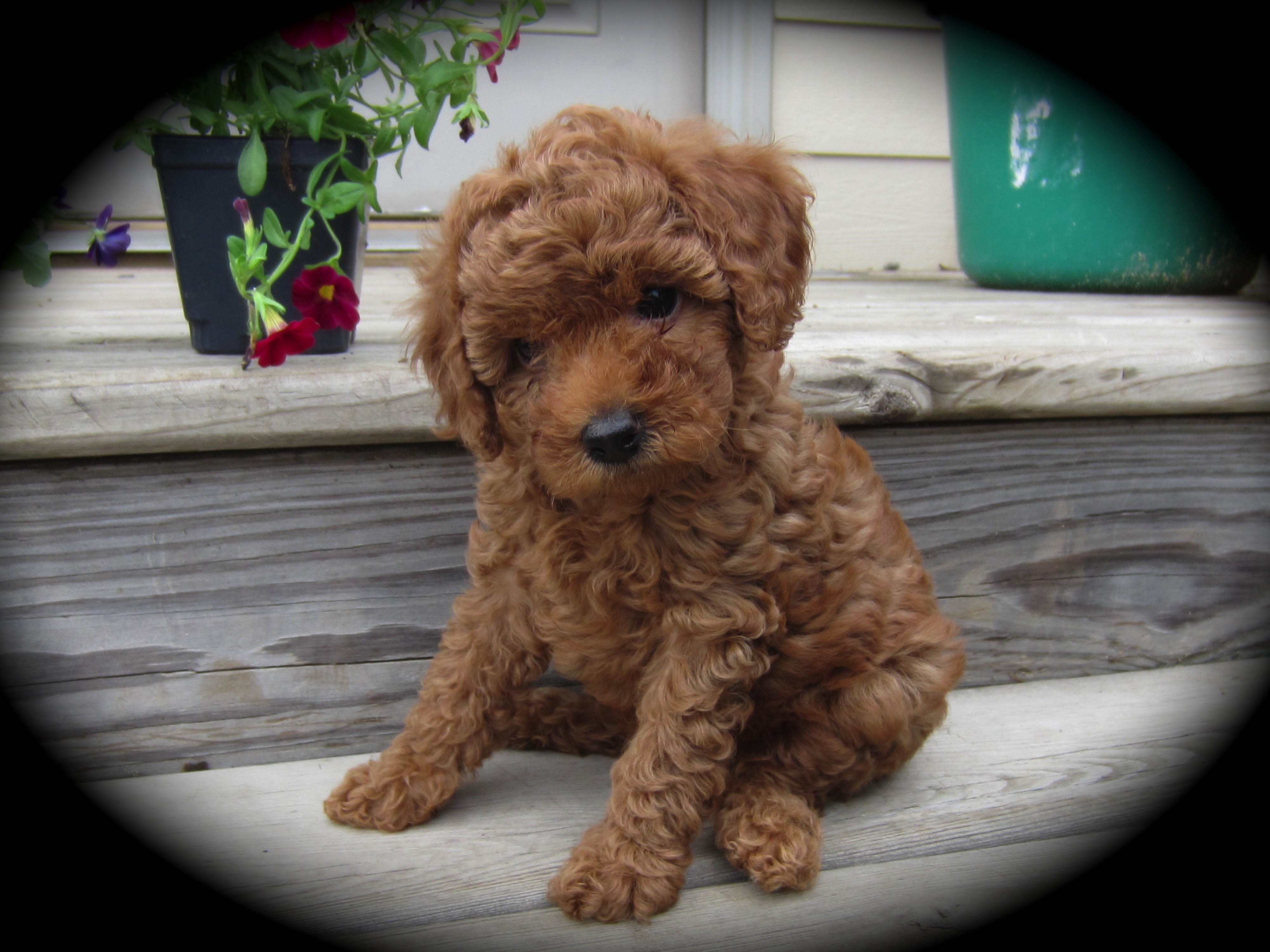 toy poodles for adoption in wisconsin